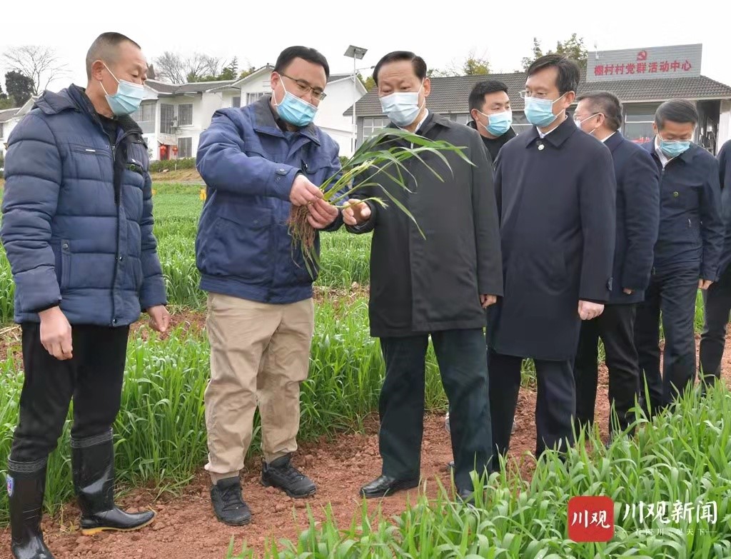 發揮龍頭示范引領作用  做優做大做強糧食產業      ——四川供銷糧油有限公司高質量推進農業產業化發展